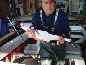 Texas Killer Whale Catfish