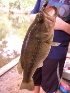 Largemouth Bass Caught using the Bass Krusher Rig