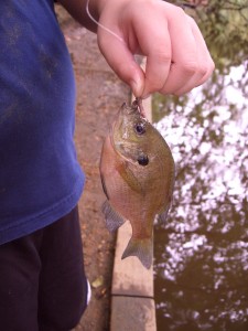 Sunfish caught on live worm