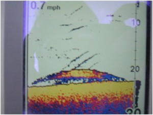 ff-graph1 fish finder graph