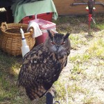 Horned Owl