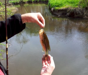 largemouth-bass-2014