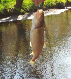 white-perch-2014